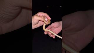 Legless Lizard In Australia [upl. by Annaik889]