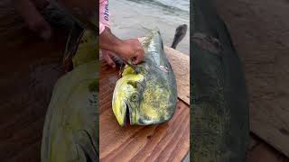 ¿Sabias esto😱Toda esta SARDINA se comio este Dorado pesca bajasur fishing trending mahimahi [upl. by Naquin873]