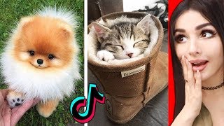 The CUTEST Animals On Tik Tok [upl. by Cathlene]