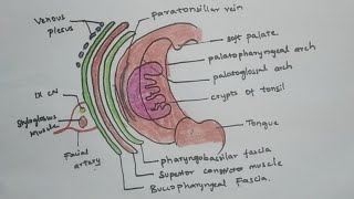 Palatine tonsil anatomyrelationsblood supply  keep learning [upl. by Setsero979]