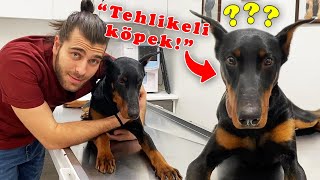 İŞTE quotDOBERMAN TEHLİKESİquot  Köpek Çipi Nedir Köpek Çipi Ne İşe Yarar TheVet [upl. by Dalis]