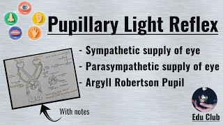 Pupillary Light Reflex  Argyll Robertson Pupil  Special Senses Physiology [upl. by Story]