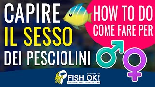 🐟 ❓ Riconoscere il sesso dei pesci in acquario [upl. by Carney]