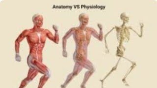 Difference between Anatomy amp Physiology medicalstudent [upl. by Inek]