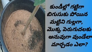 How to make pot soil loose and porousకుండీల్లో గట్టిగా బిగుసుకు పోయిన మట్టిని గుల్లగా మార్చడం ఎలా [upl. by Verity]