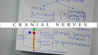 Cranial Nerve Components Nuclei and Locations [upl. by Arie]