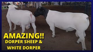 🔵 Dorper sheep amp White Dorper  Origin Africa  Darryn Van Zyl [upl. by Notnats927]