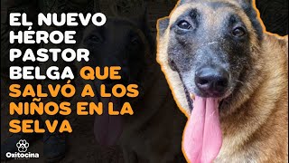 WILSON EL PASTOR BELGA MALINOIS QUE RESCATÓ A 4 NIÑOS EN LA SELVA Y SIGUE PERDIDO [upl. by Lytton588]