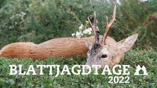 Blattjagdtage 2022  Blattjagd mit Jungjägern auf den Rehbock  Bockjagd zur Blattzeit [upl. by Feer241]