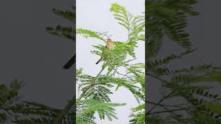 Baya weaverbird bayaweaver birds birdslife struggle wind weather birdsvideo birding 4k [upl. by Asiruam724]