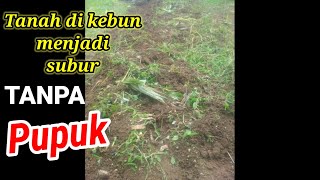 Tips ampTrik  Cara menyuburkan tanah di kebun TANPA PUPUK [upl. by Corrianne]