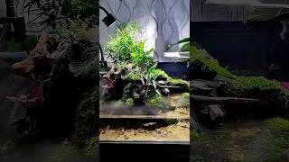 Paludarium with waterfall setup [upl. by Wasserman]