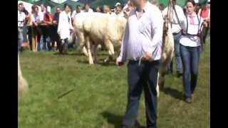 Irish Charolais Cattle Society Tullamore Show in 2012 [upl. by Mauldon]