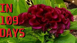 How to grow Cockscomb Celosia argentea var cristata from seeds [upl. by Atiuqahs]