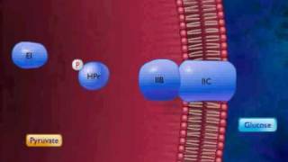 Active Transport by Group Translocation Animation Video [upl. by Sabanrab]