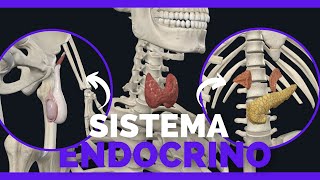 ESTOS son los ORGANOS que compone el SISTEMA ENDOCRINO  Anatomia Facil [upl. by Meekahs]