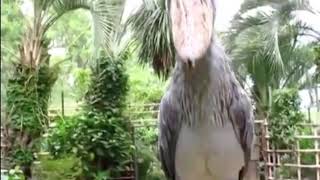 Shoebill stork sound [upl. by Gladdie535]