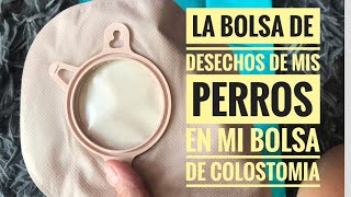 Cómo usó las BOLSITAS de DESECHO de 🐶🐶 en mi BOLSA de COLOSTOMIA 💩♥️ [upl. by Waters]