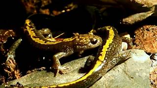 LongToed Salamanders Hunting Crickets Ambystoma macrodactylum  LangzehenSalamander [upl. by Eilis]