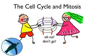 Cell Cycle and Mitosis [upl. by Enorahs]