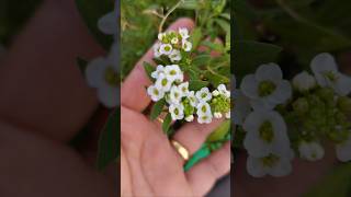 Pichle Sal Ka Alyssum Phir Se Bloom Kar Raha hai shorts garden gardening [upl. by Magdala]