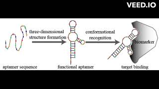 what is aptamer [upl. by Ecikram]