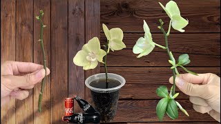 Surprise 5 Easiest Orchid Propagation Methods in 2025 [upl. by Alansen216]