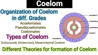 CoelomOrganization of coelom in diff gradesTypes of CoelomEvolutionTheoriesformation of coelom [upl. by Sidhu]