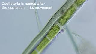 Cyanobacteria Oscillatoria and Mougeotia Algae SW380T microscope [upl. by Mufinella682]