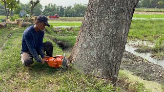 A sweet surprise‼️ Cut down 4 trees in a row in the rice field [upl. by Selle]