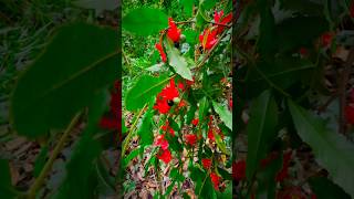 Ochna encounter in earlwood forest 🍒 [upl. by Kcinimod]