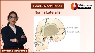 Norma Lateralis An Indepth Exploration of side view of the skull with Dr VB anatomy [upl. by Rennug195]