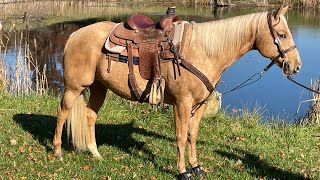 Oakley  AQHA Registered Palomino Gelding For Sale [upl. by Haymo325]