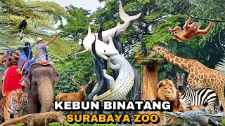 KEBUN BINATANG SURABAYA TERBARU BONBIN TAMAN SATWA KBS SURABAYA ZOO INDONESIA [upl. by Monte]