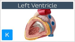 Left Ventricle Heart  Function Definition and Anatomy Human Anatomy  Kenhub [upl. by Everett]