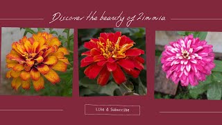 The beauty of three zinnias  Beautiful flowers  Gardening  From seeds to flowers • [upl. by Halak431]