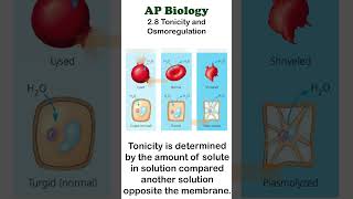 AP Bio  28 Tonicity apbiology cellbiology [upl. by Jennie709]