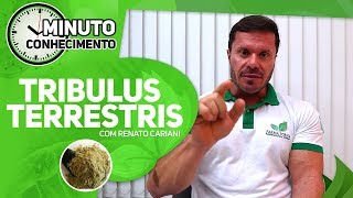 TRIBULUS TERRESTRIS  1 MINUTO DE CONHECIMENTO COM RENATO CARIANI [upl. by Alyak637]