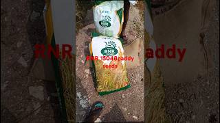 RNR 15048 paddy seeds [upl. by Busby]