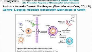 Altogen Biosystems Neuro2a Transfection Reagent [upl. by Higinbotham164]