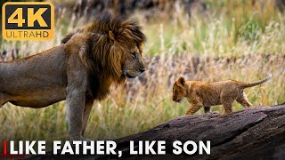 LIONS  True Kings of Africas Wildlife  Nature Animal Documentary [upl. by Theta109]