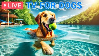 🔴 24 hours of Dog TV🎵Dog Calming Music amp Prevent Boredom of Dogs🐶🩷Separation Anxiety Music for Relax [upl. by Eceer]