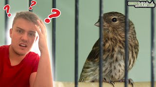 WHY do Redpolls do this  Breeding British Birds S2Ep13 [upl. by Enifesoj]