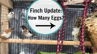 Society Finch 2017 Breeding Update  EGGS [upl. by Maidie838]