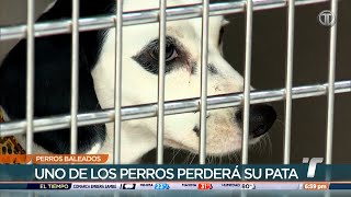 Perros heridos de bala están en condición delicada y requieren apoyo para recuperarse [upl. by Willing]