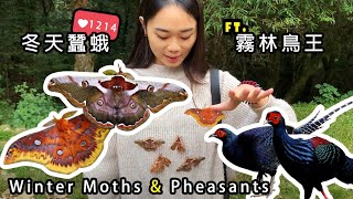 【冬季限定】天蠶蛾 ft【保育鳥王】帝雉amp藍腹鷴 Winter moths amp Pheasant kings [upl. by Aronaele613]