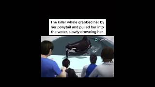 quotThe Fatal Encounter Tilikum and Trainer Dawn Brancheau something went wrongkiller whale trainer [upl. by Edin]