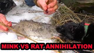 Mink and Dogs Destroy 80 Rats [upl. by Aihsoek]