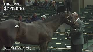 2017 Keeneland September Sale  Hip 844 Orb  Tally Ho Dixie colt brings 1000000 [upl. by Liebermann]