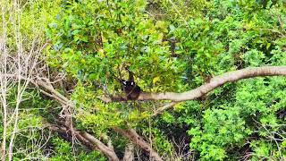 Australian Forest bird Sounds  magpie lark building a nest from mud and straw [upl. by Rosenbaum]